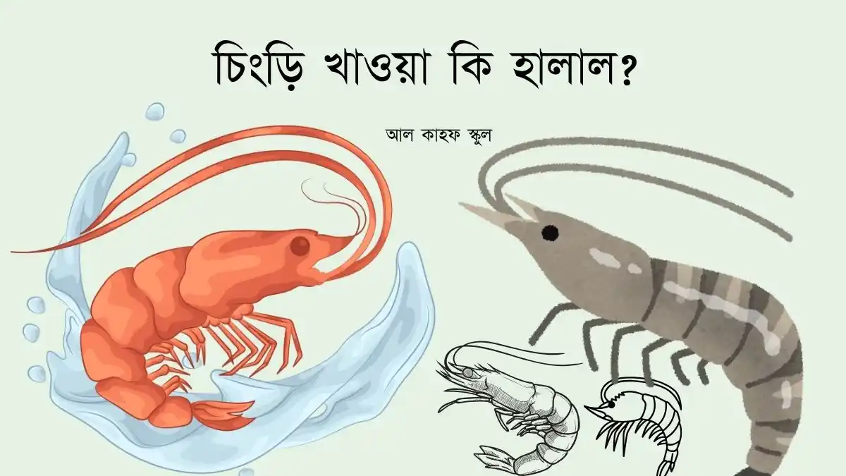 চিংড়ি খাওয়া হালাল